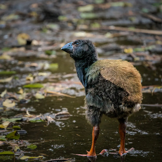 takahe chick