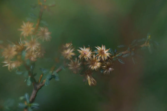 Olearia bracts