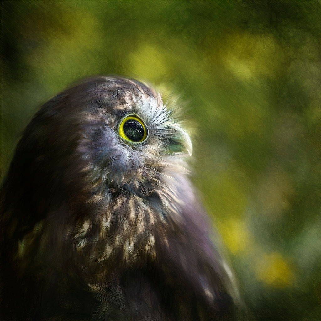 Ruru owl in profile with large eyes