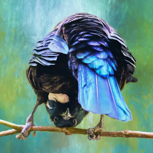 A quirky bird perched on a branch looking at the photographer through its legs
