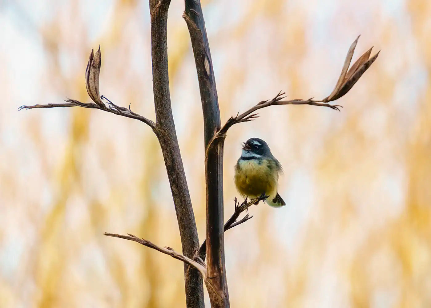 A tiny fantail pīwakawaka perched singing on a harakeke flax stalk against a golden background