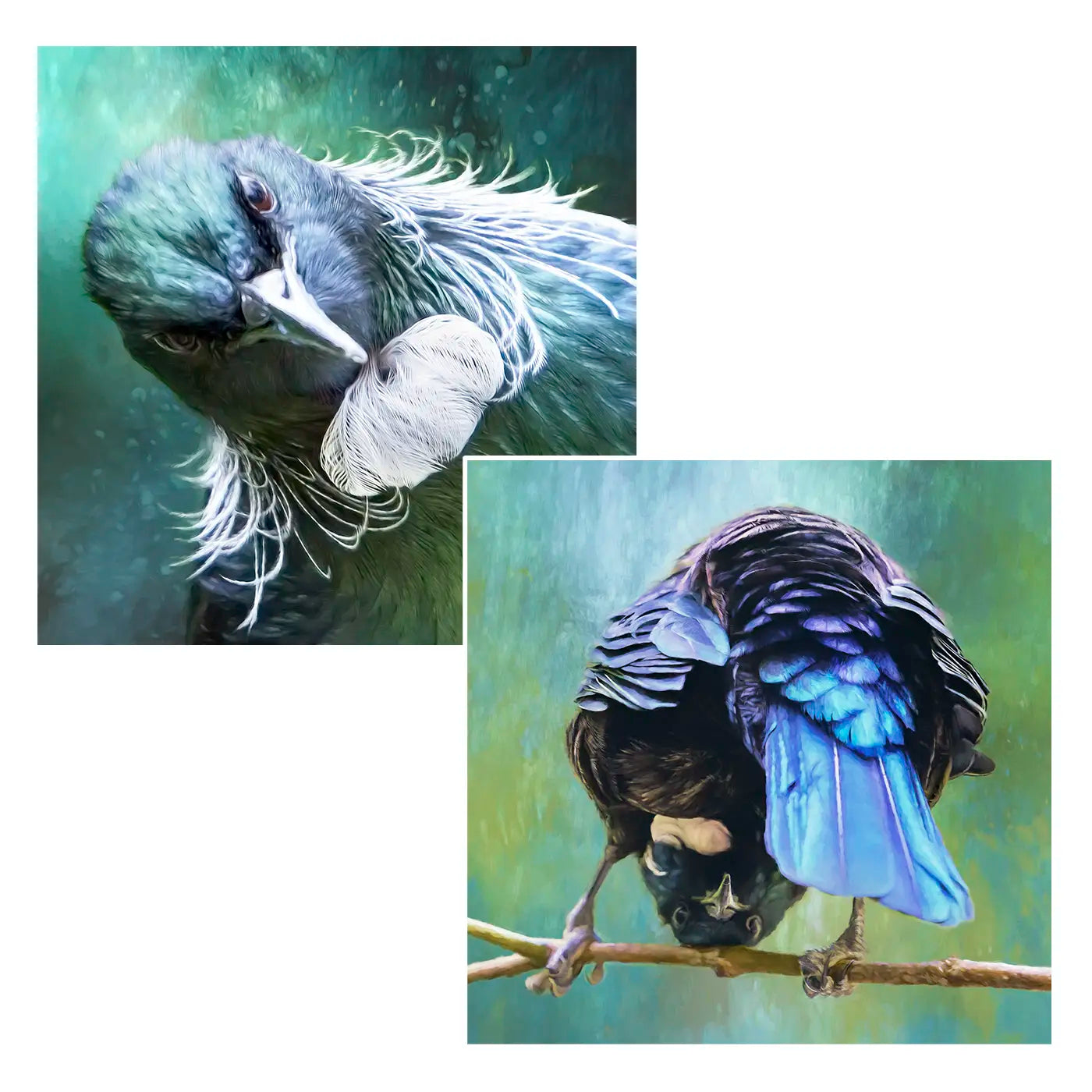 Quirky tūī duo - fine art prints